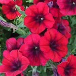 Petunia Crazytunia Red Blues